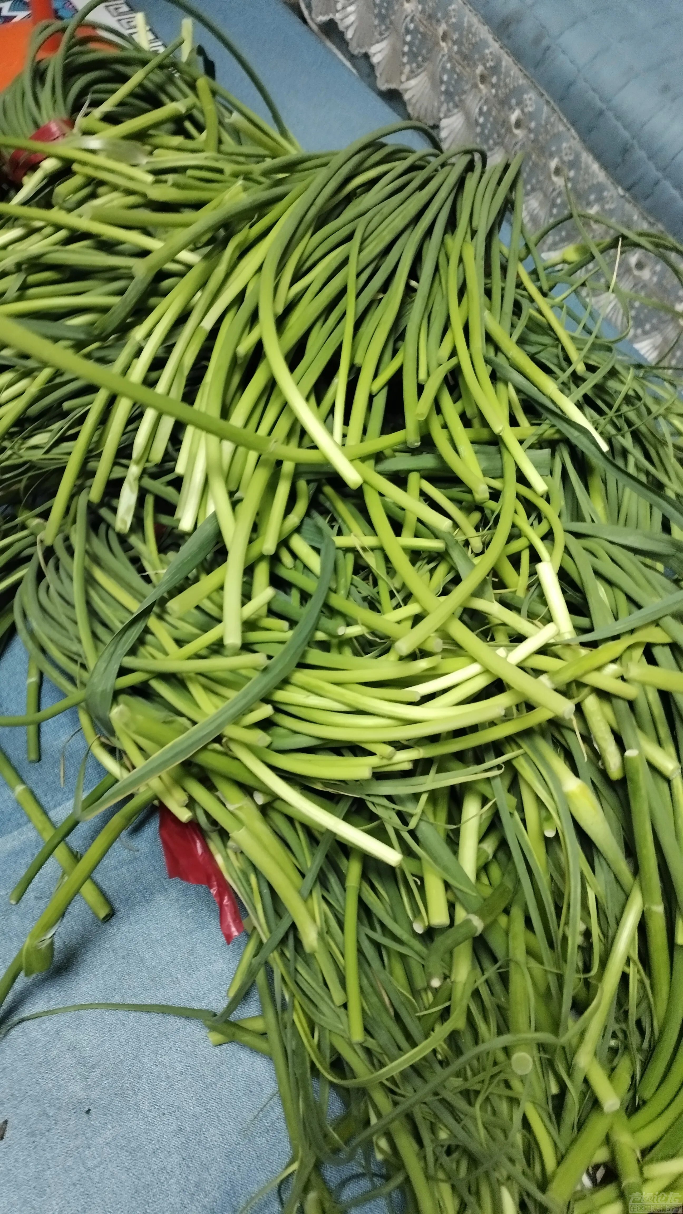 济宁每日菜价，蒜苔4块钱，像这种地里拣回来的蒜苔5毛钱都没有人要-3.jpg