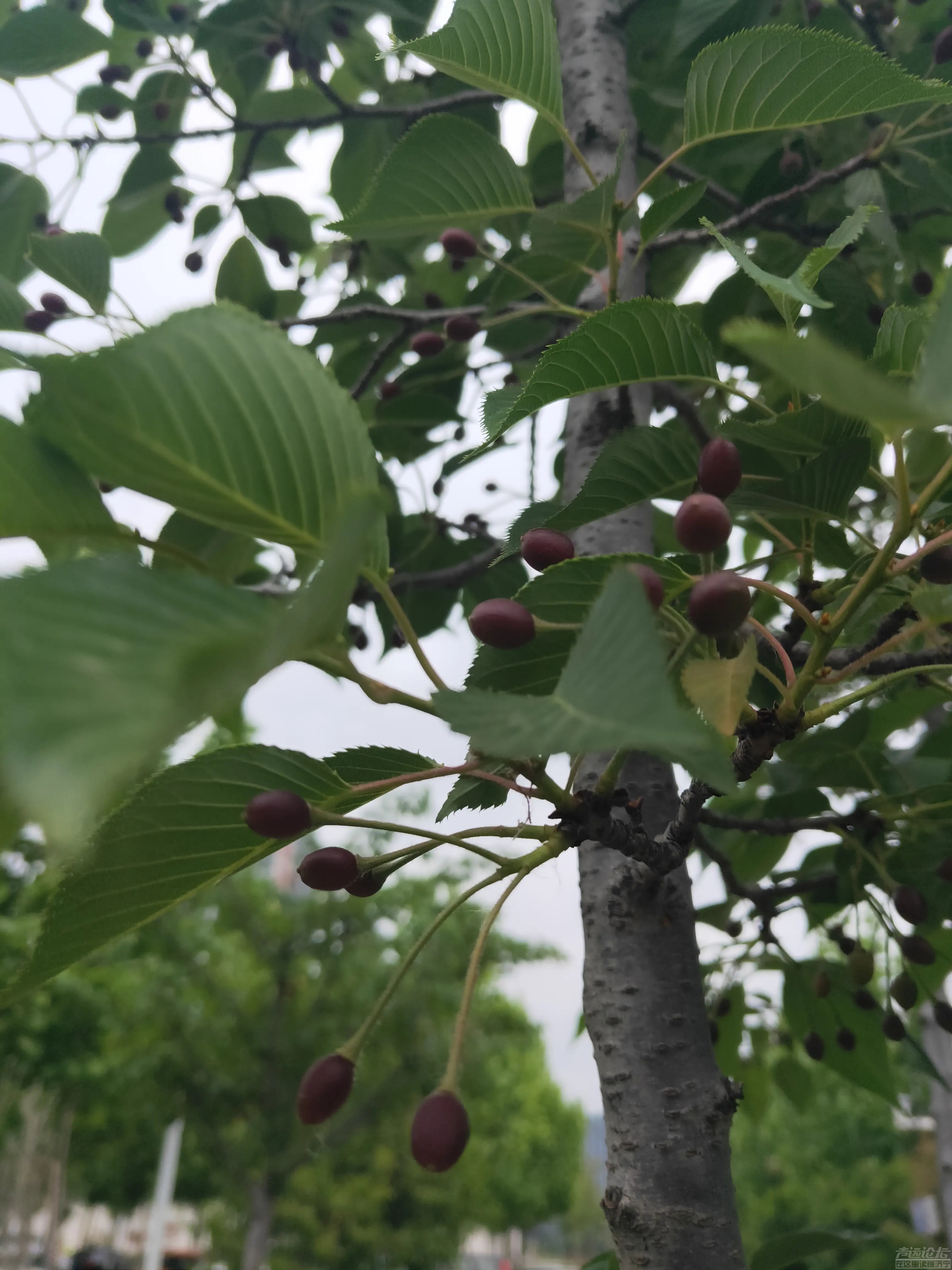 太白湖新区，繁花烂漫的樱花树结果了，能吃吗？-1.jpg