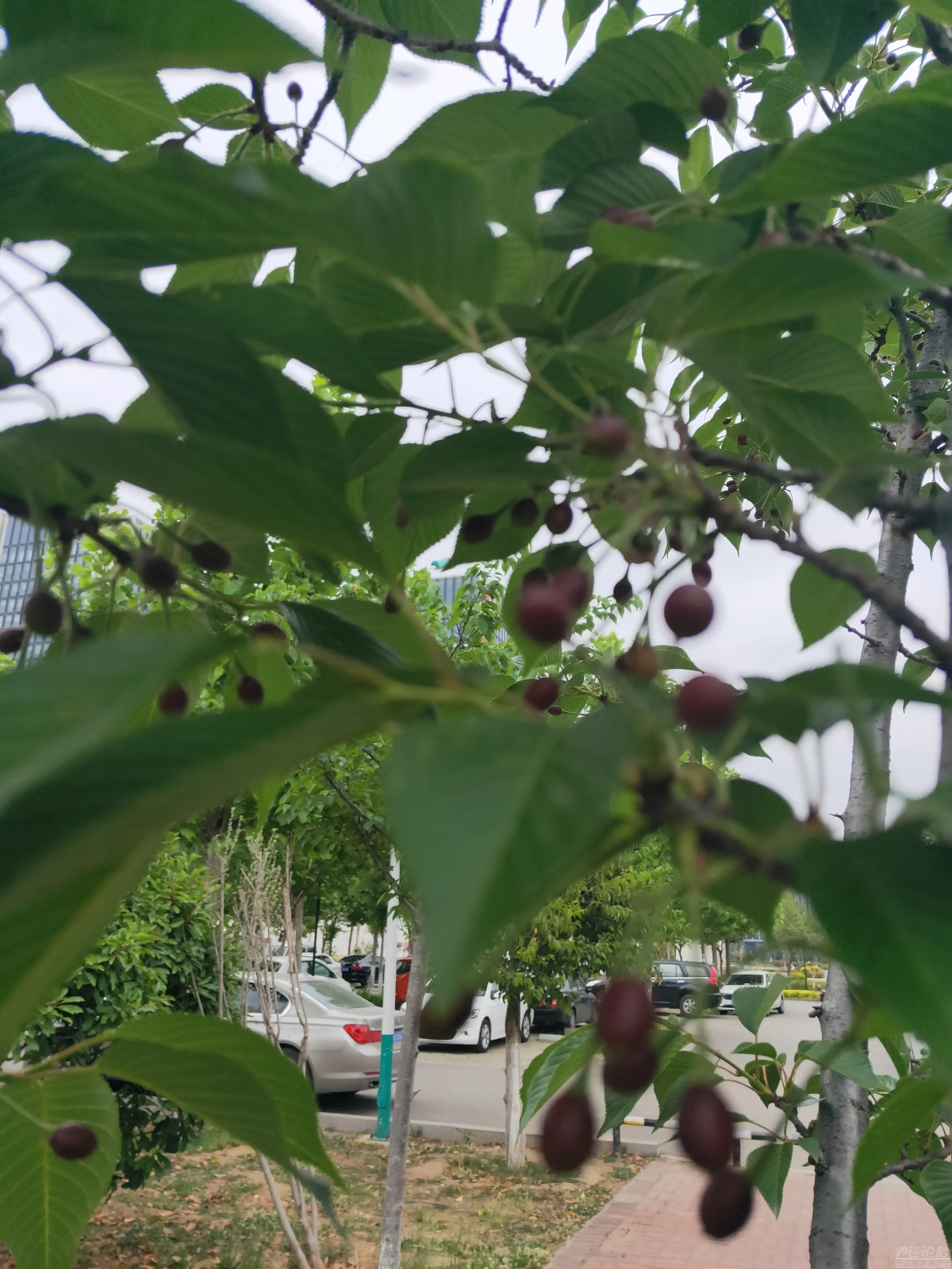 太白湖新区，繁花烂漫的樱花树结果了，能吃吗？-2.jpg
