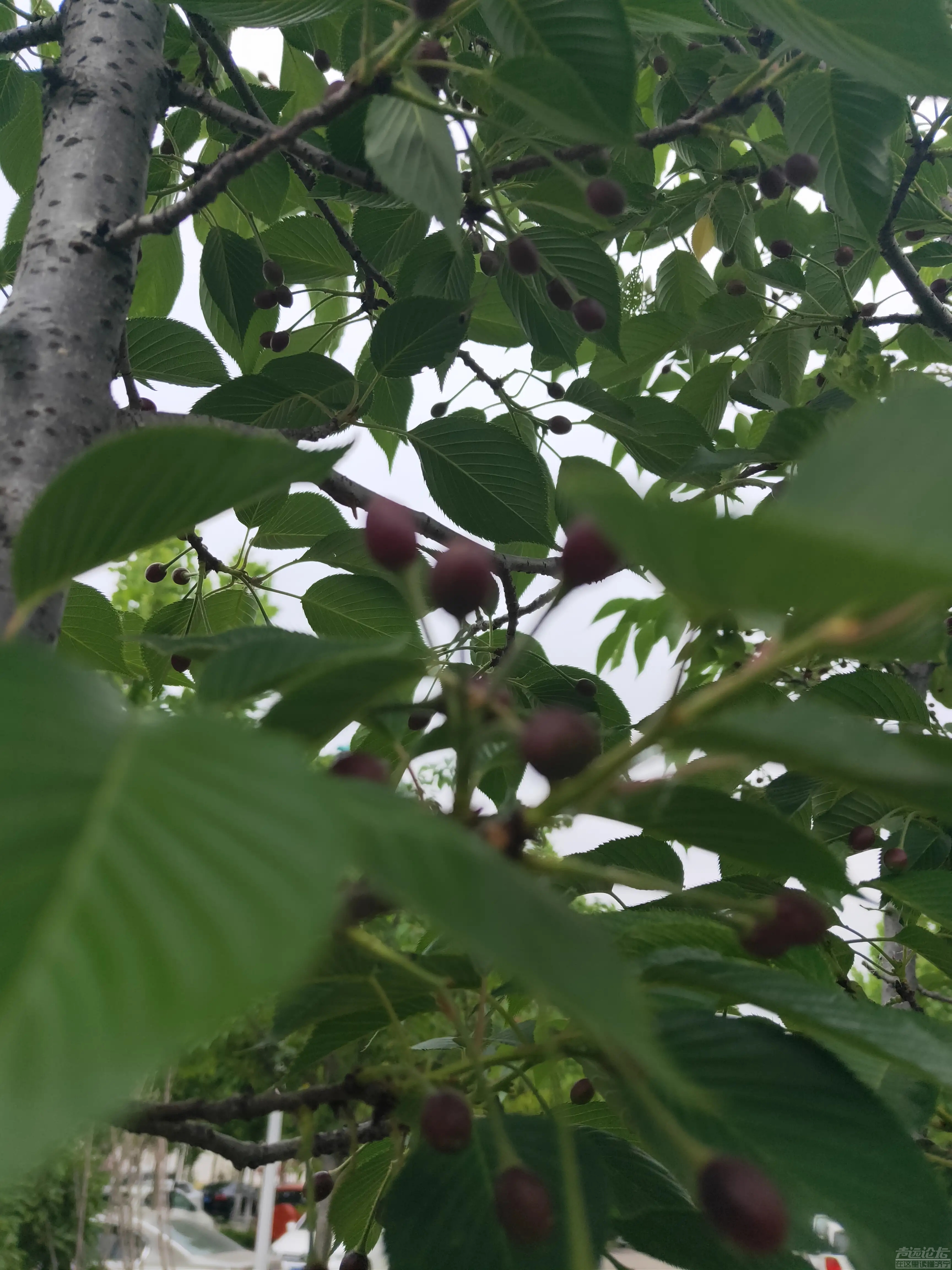 太白湖新区，繁花烂漫的樱花树结果了，能吃吗？-3.jpg