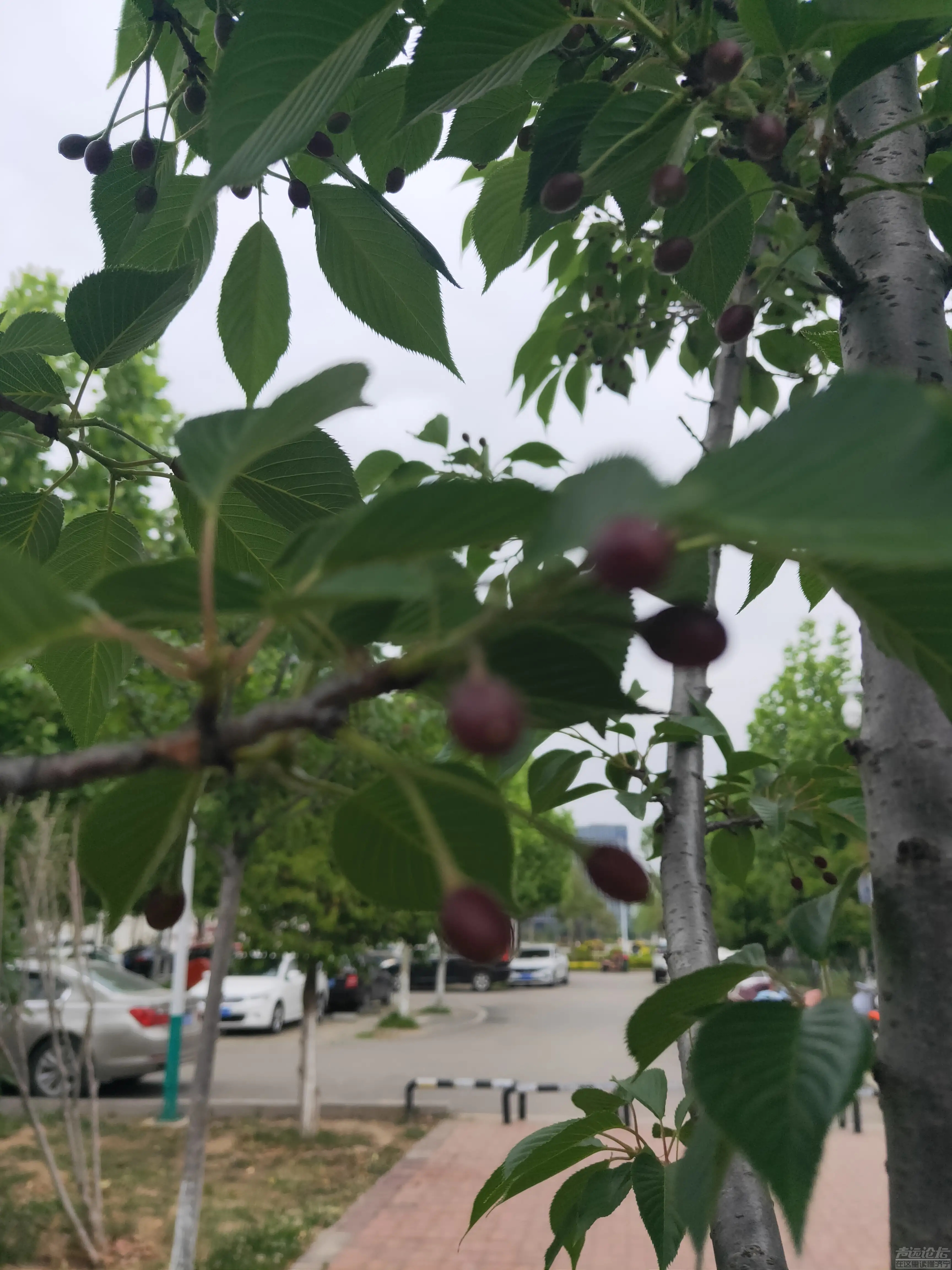 太白湖新区，繁花烂漫的樱花树结果了，能吃吗？-4.jpg
