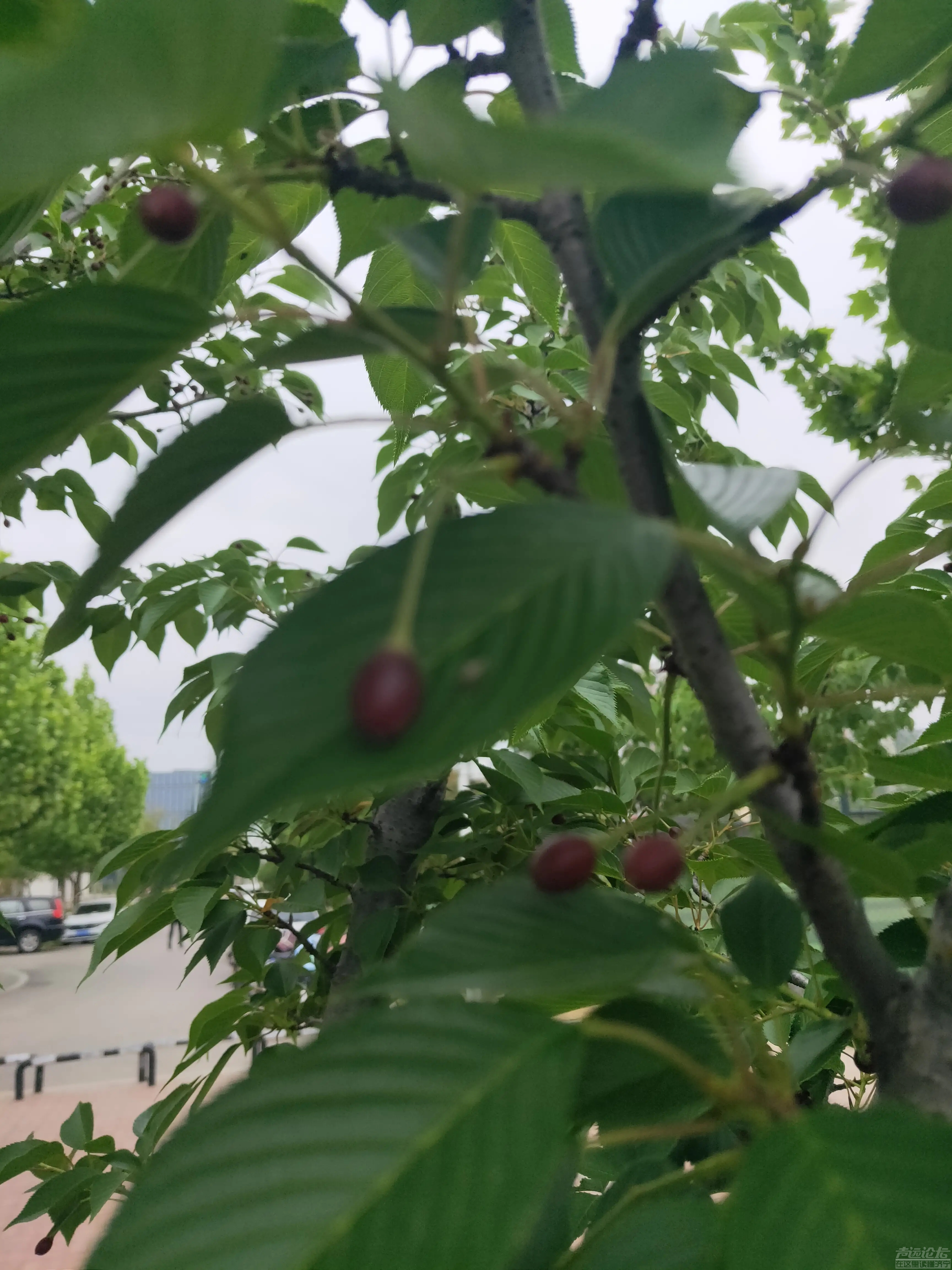 太白湖新区，繁花烂漫的樱花树结果了，能吃吗？-6.jpg