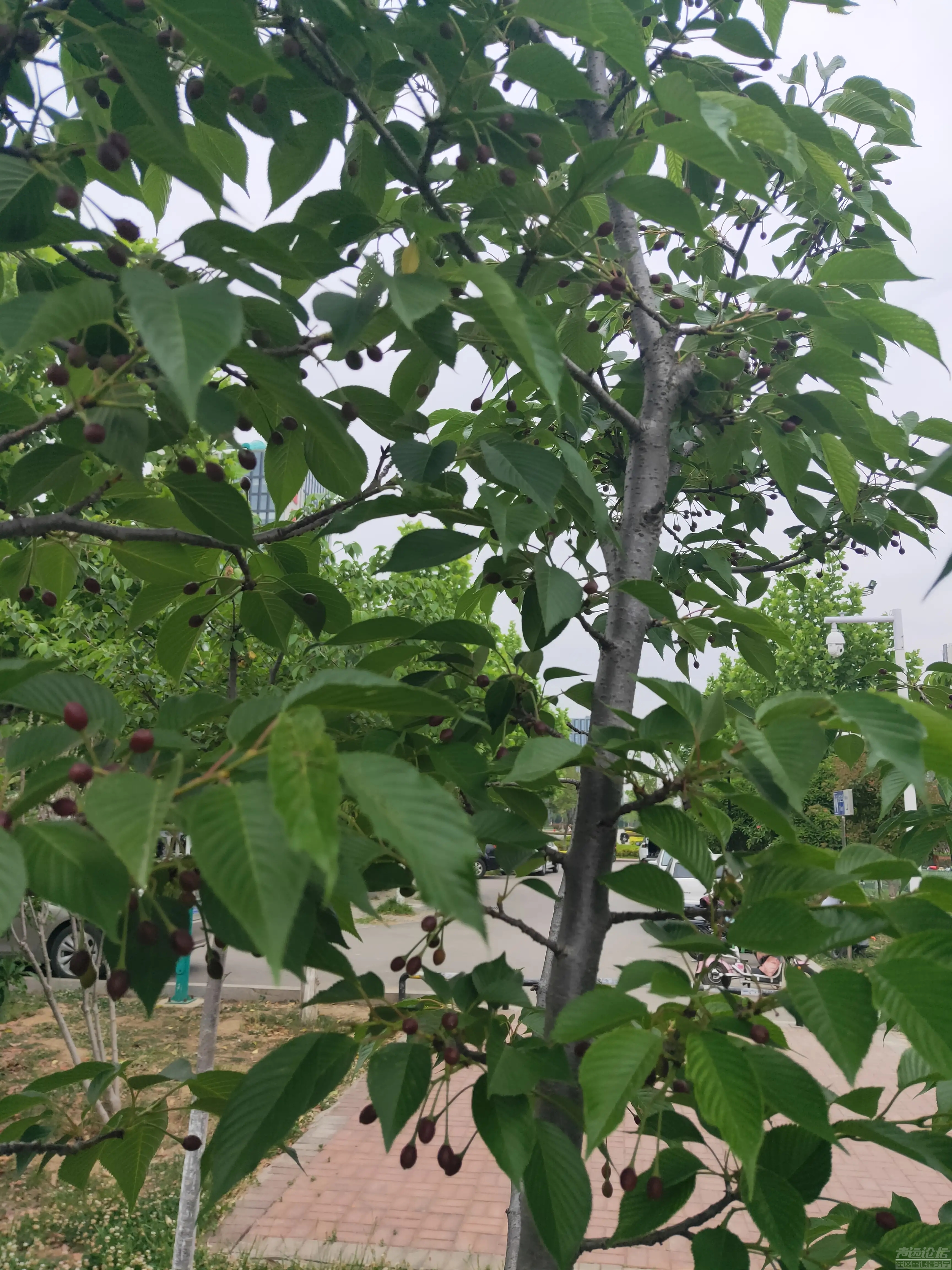 太白湖新区，繁花烂漫的樱花树结果了，能吃吗？-7.jpg
