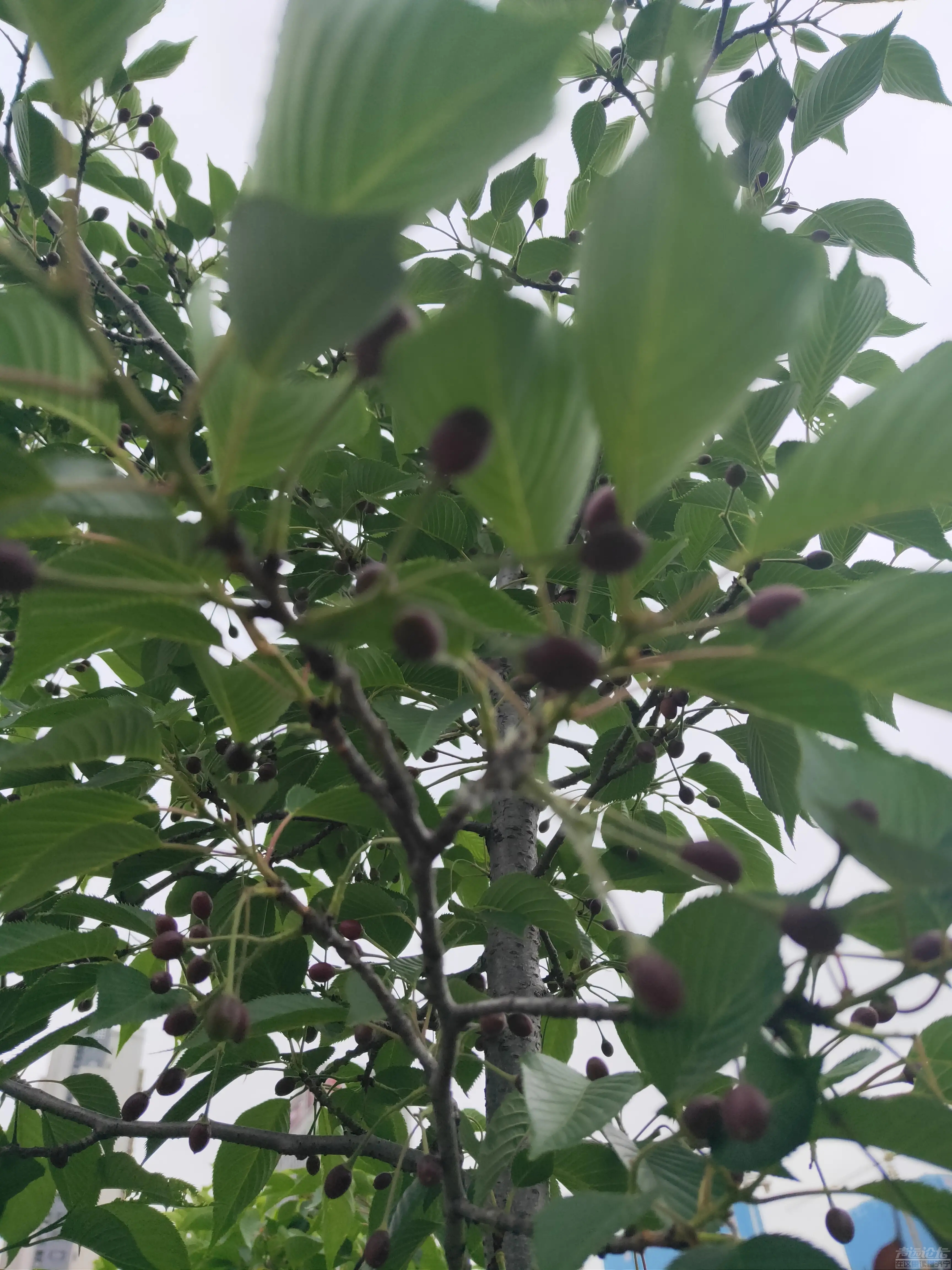 太白湖新区，繁花烂漫的樱花树结果了，能吃吗？-8.jpg