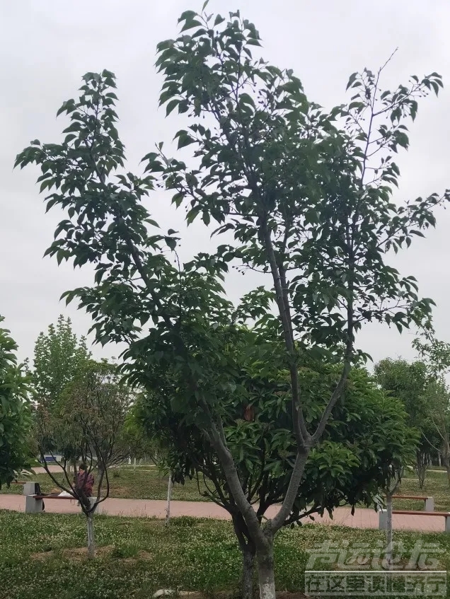 太白湖新区，繁花烂漫的樱花树结果了，能吃吗？-9.jpg