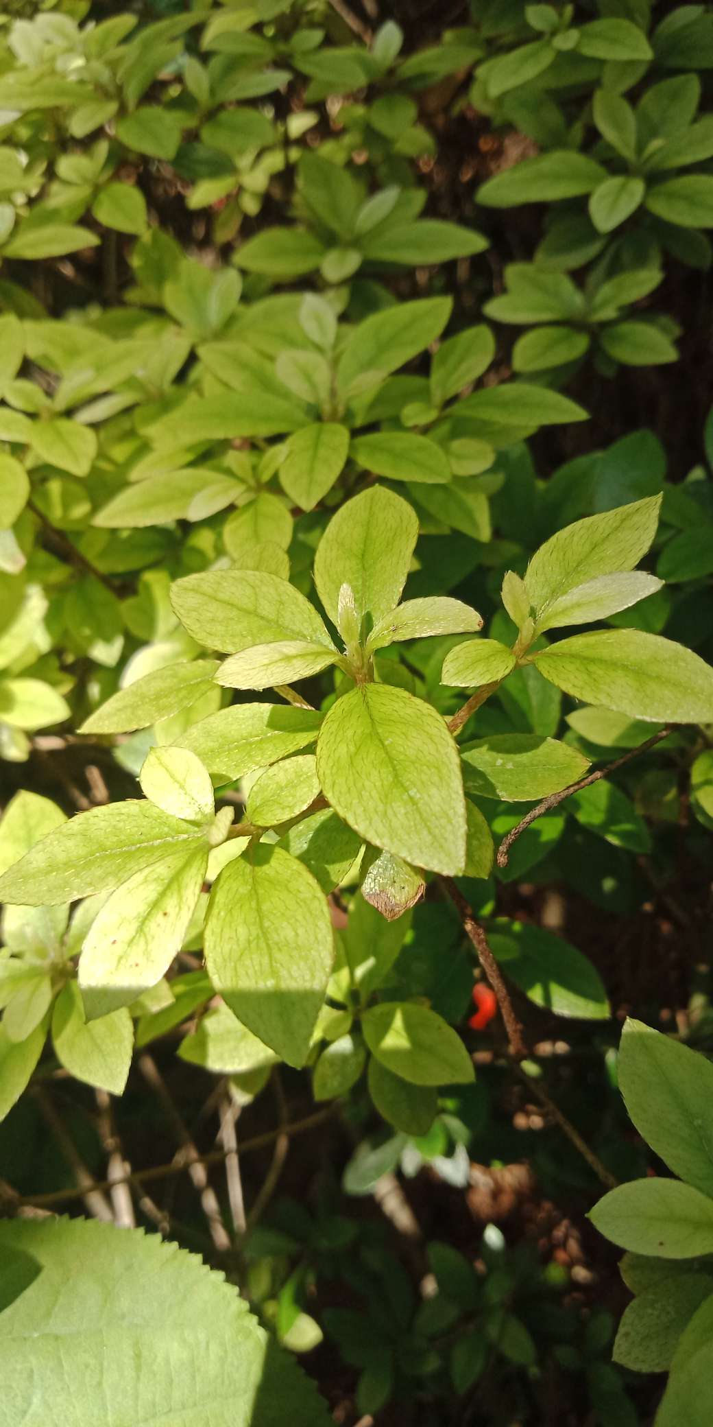 每年的五月，是金丝桃花盛开的季节-29.jpg