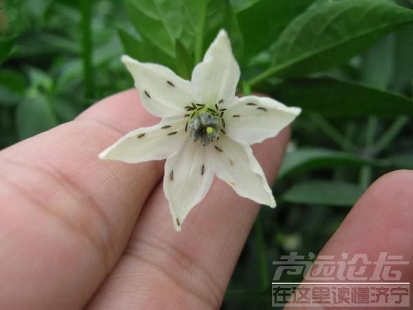 紧急提醒！最近少穿黄色、绿色衣服出门-4.jpg