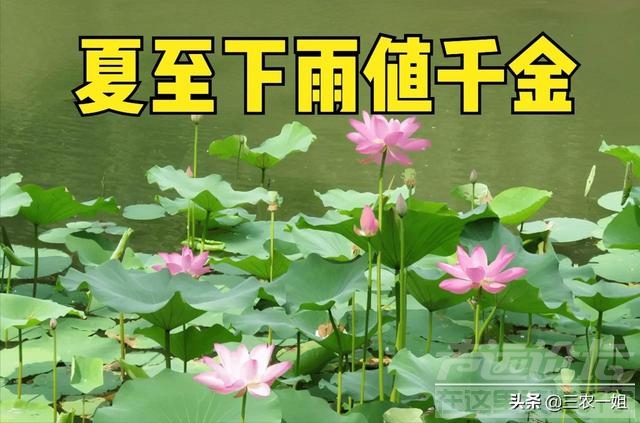 天气预报：2022年哪天入伏？今日夏至，三伏天会很热吗？农谚咋说-5.jpg