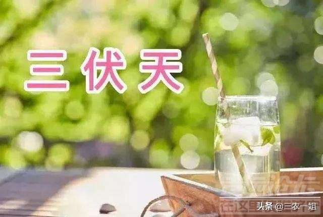 天气预报：2022年哪天入伏？今日夏至，三伏天会很热吗？农谚咋说-6.jpg