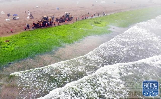 卫星直击浒苔侵袭青岛附近海域-5.jpg