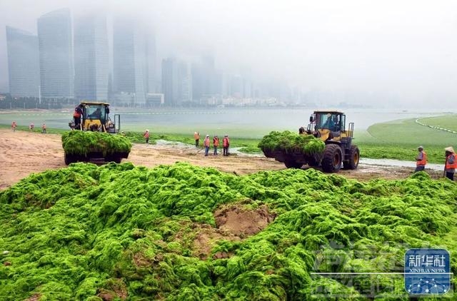 卫星直击浒苔侵袭青岛附近海域-6.jpg