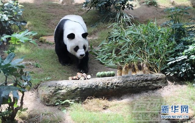 大熊猫“安安”在港安乐死，享年35岁-3.jpg