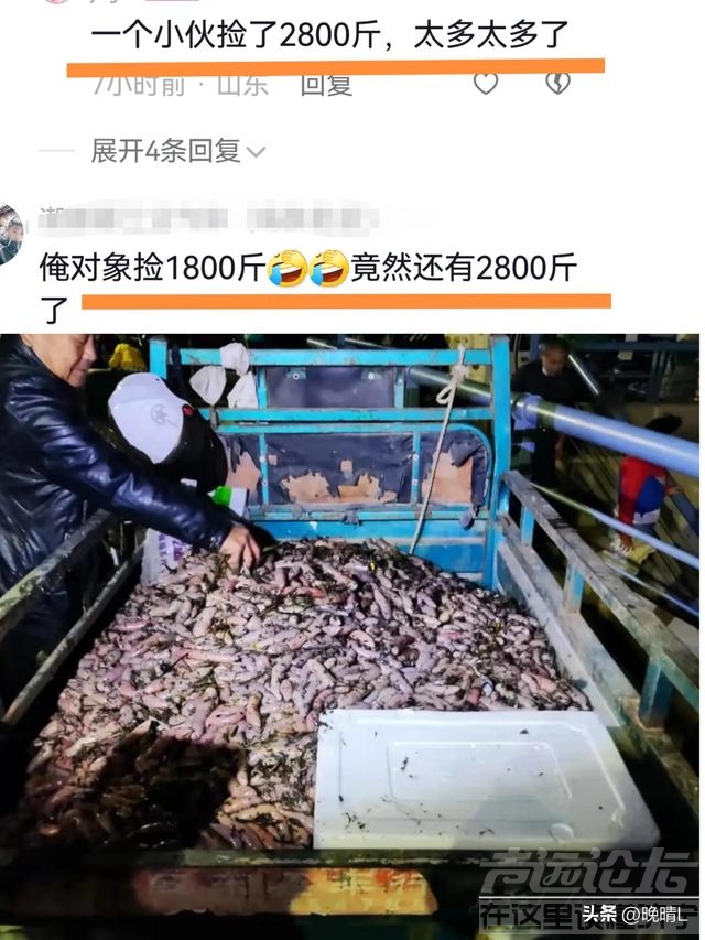 烟台开发区海边惊现大批海肠，有人免费捡了上千斤，实现海肠自由-2.jpg