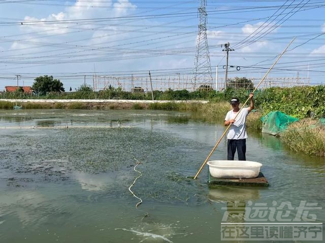 阳澄湖大闸蟹“极端高温”之后：有商家营业20天销量不如去年一天，想提价提不起来-8.jpg