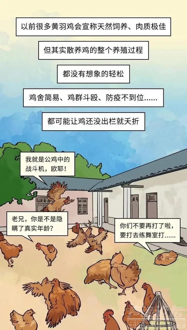 19元一只的烤鸡居然有不少的赚头？漫画揭秘：看完你就知道了-3.jpg