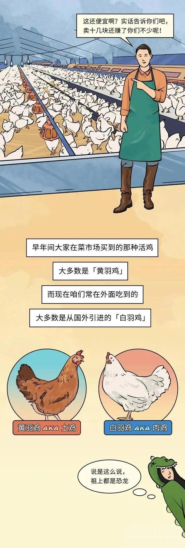 19元一只的烤鸡居然有不少的赚头？漫画揭秘：看完你就知道了-2.jpg