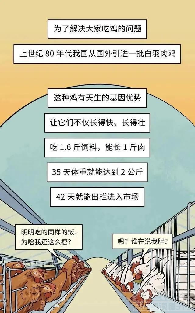 19元一只的烤鸡居然有不少的赚头？漫画揭秘：看完你就知道了-6.jpg