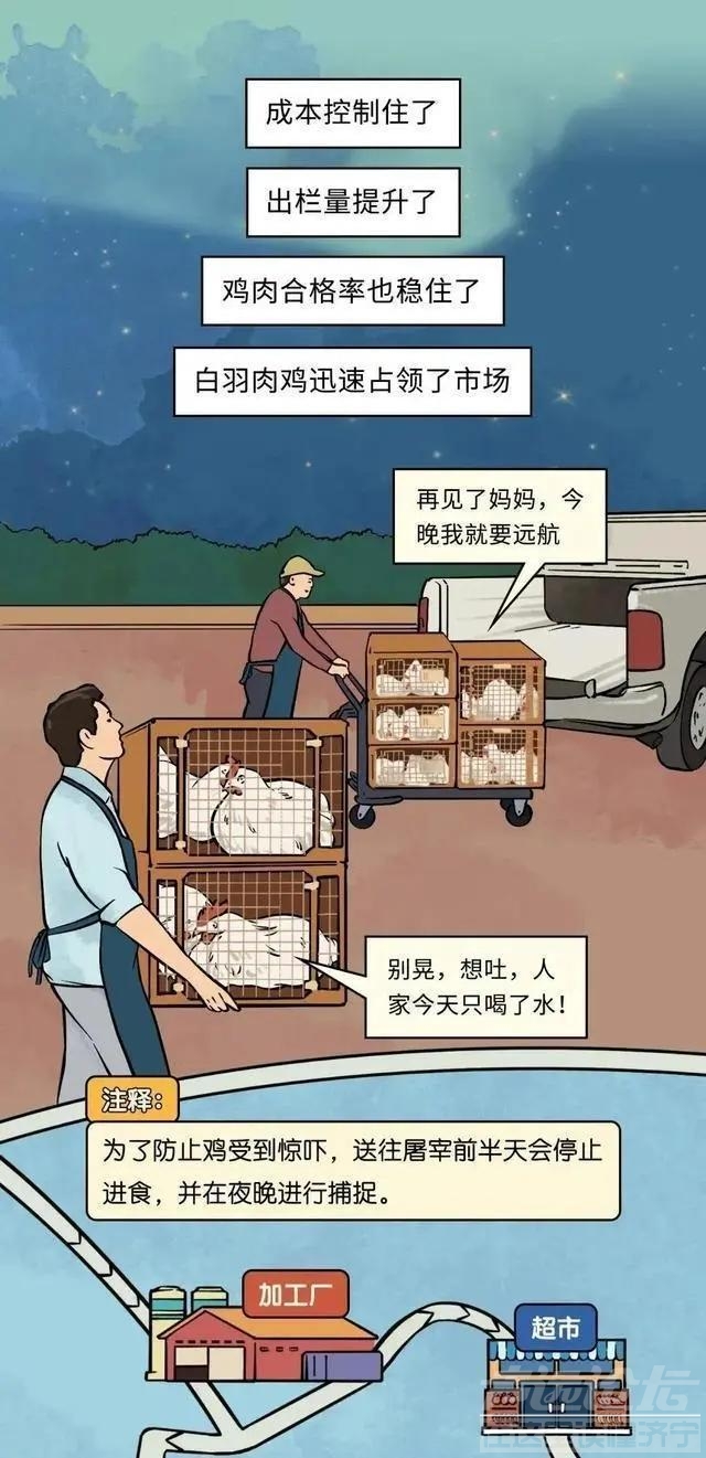 19元一只的烤鸡居然有不少的赚头？漫画揭秘：看完你就知道了-12.jpg