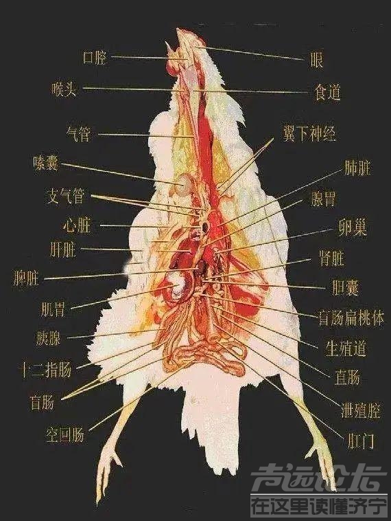 公鸡怎么知道时间，为何每天都能准时打鸣？直到2013年才被破解-11.jpg