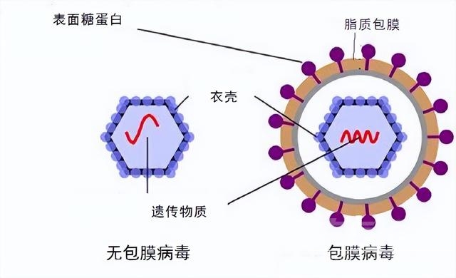 新冠病毒对酒精特别敏感？研究终于为喝高度白酒预防新冠正名了？-4.jpg