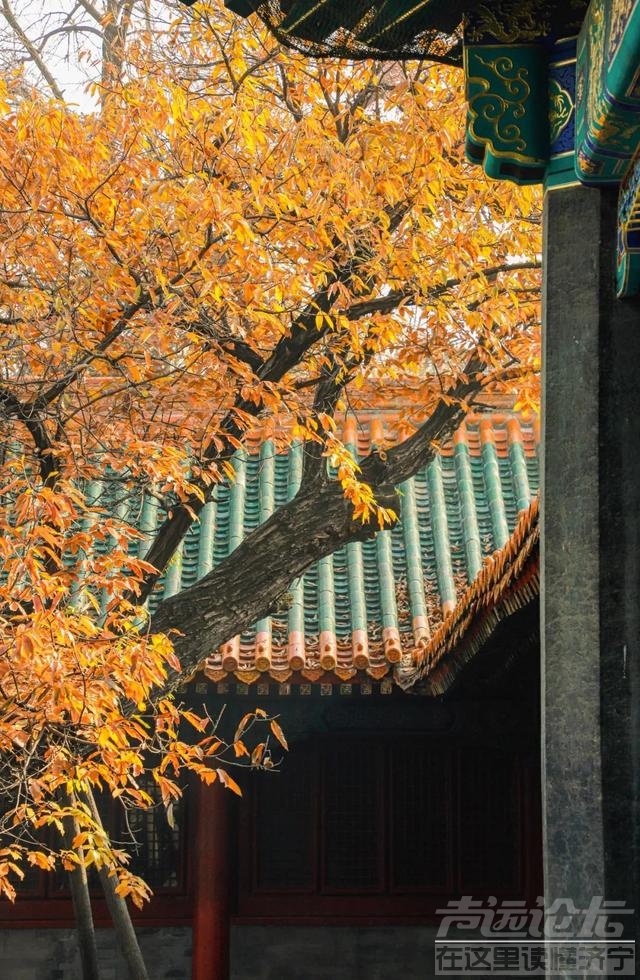 曲阜三孔免门票、台儿庄免门票，旅游景区后疫情时代的花式抢客-7.jpg