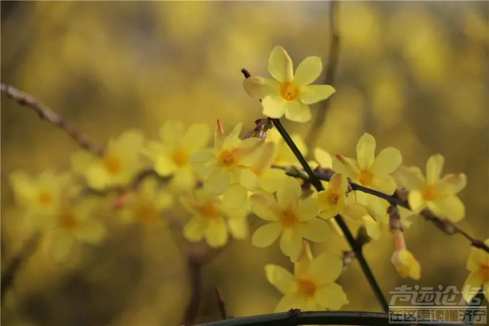 太白湖景区等你来赴赏花之约-1.jpg