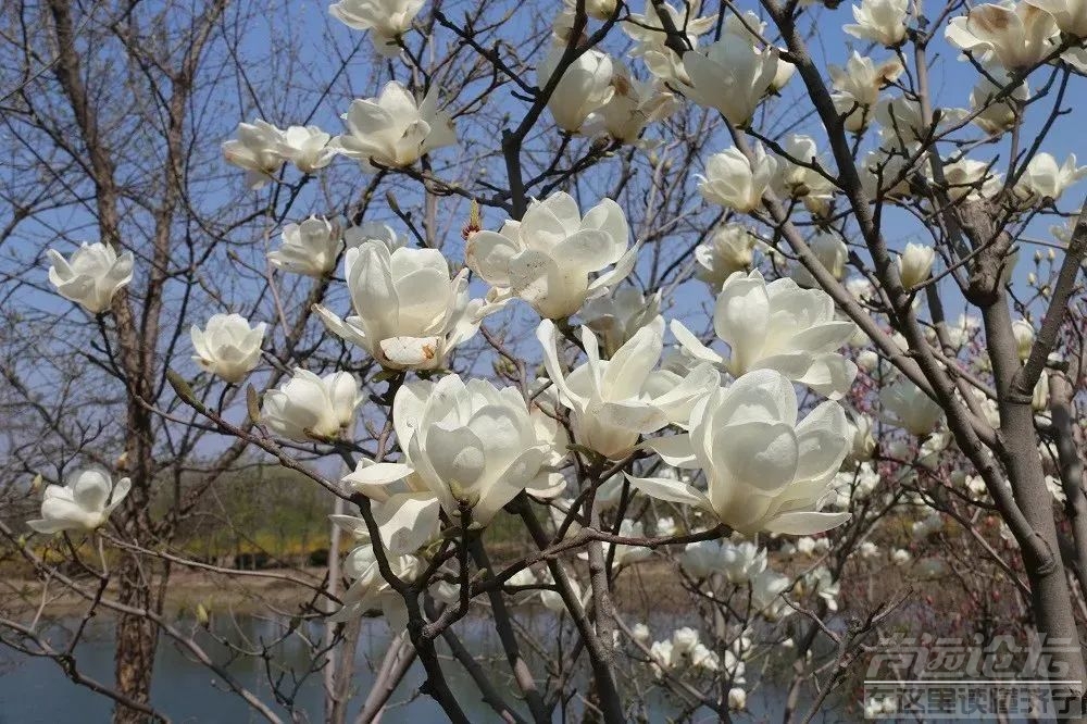 太白湖景区等你来赴赏花之约-5.jpg