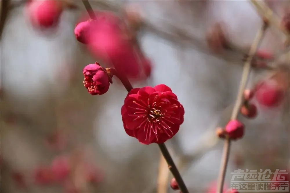 太白湖景区等你来赴赏花之约-3.jpg