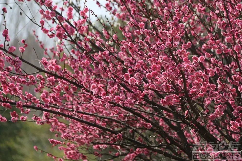 太白湖景区等你来赴赏花之约-8.jpg