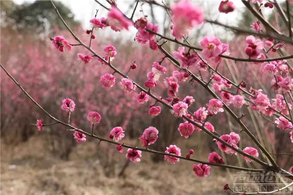 太白湖景区等你来赴赏花之约-9.jpg