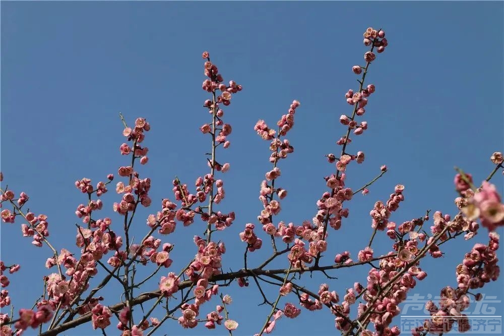 太白湖景区等你来赴赏花之约-10.jpg