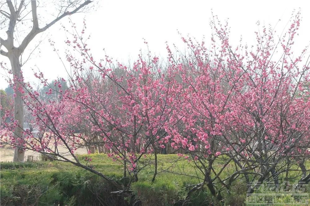 太白湖景区等你来赴赏花之约-12.jpg