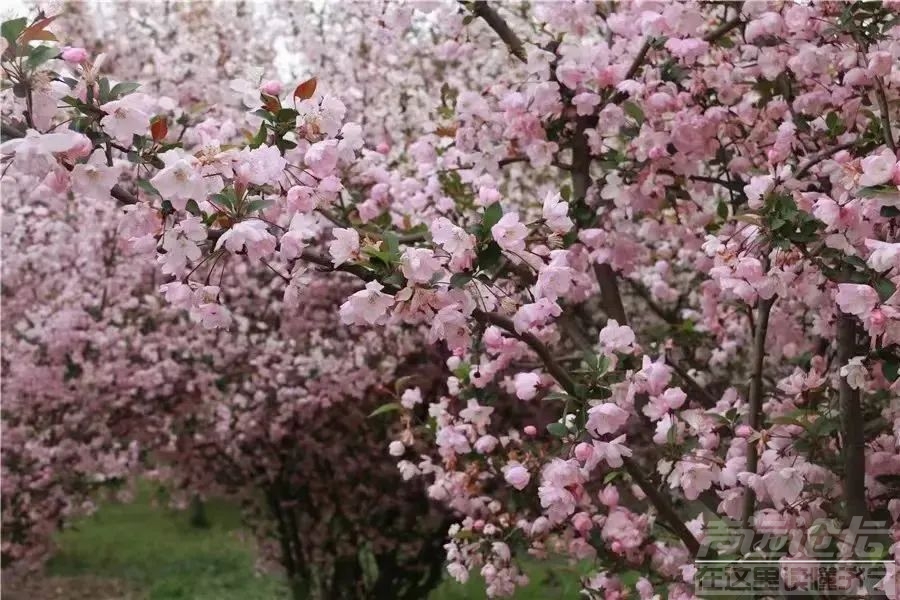 太白湖景区等你来赴赏花之约-18.jpg