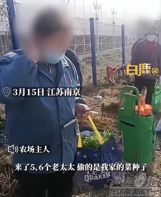 老人以挖野菜名义组团去农场偷菜，农场主人：不止一次了，报警后看她们都70多岁，心软放走了-2.jpg