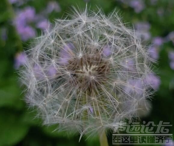 最适合现在吃的3种野菜，清“火气”、解肝热，越吃越健康-2.jpg