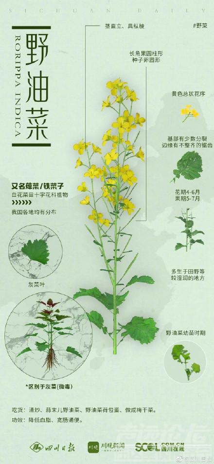 教你辨认春天的野菜-8.jpg