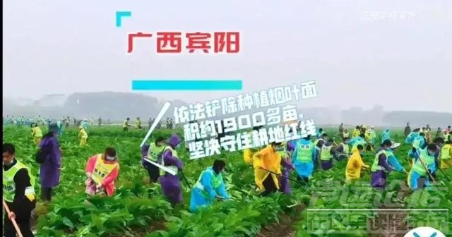 湖南农民种生姜被强行铲除！农管执法一刀切，农民的损失谁来赔？-3.jpg