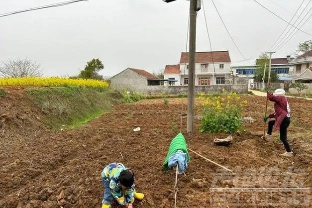 农村田地空置现象严重，越来越多农民不种地！需严厉打击土地浪费-5.jpg
