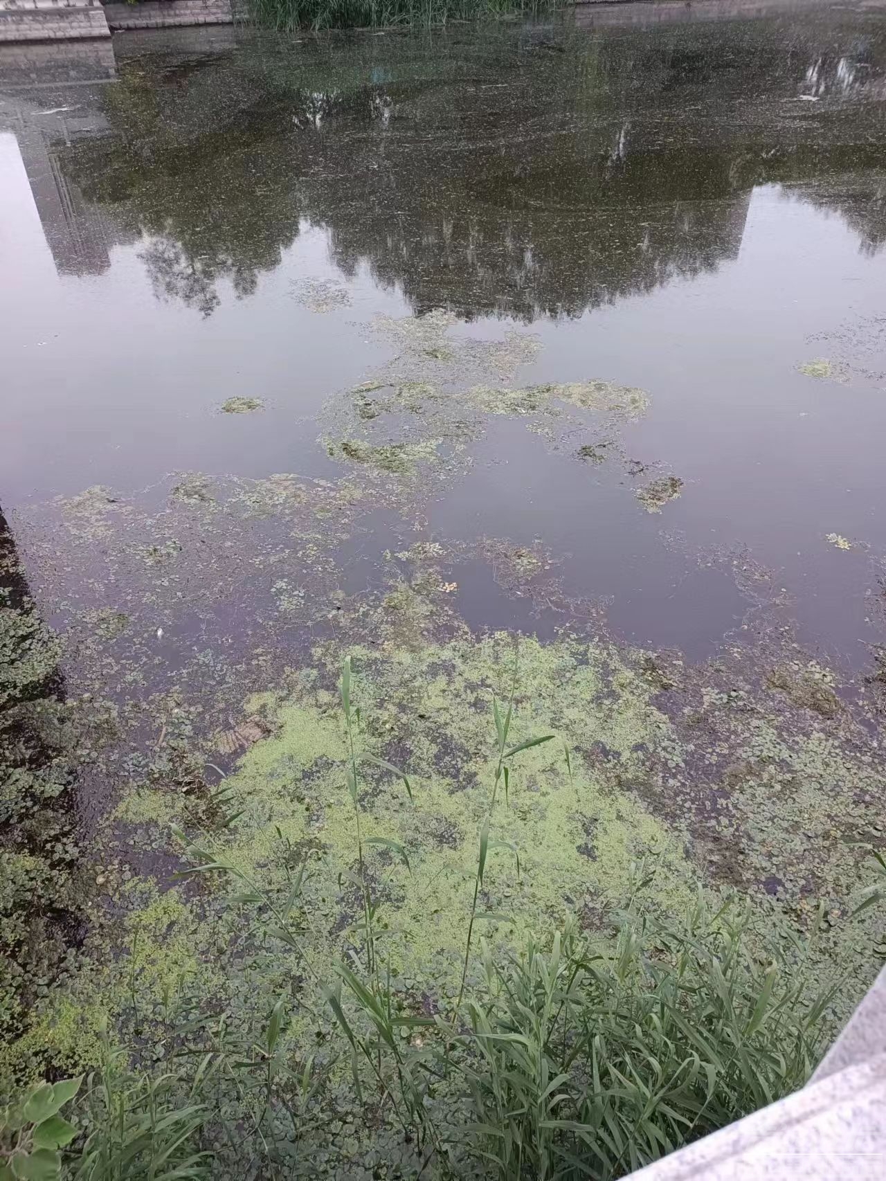 老运河两岸配套损坏，河水脏，长期无维护-3.jpg