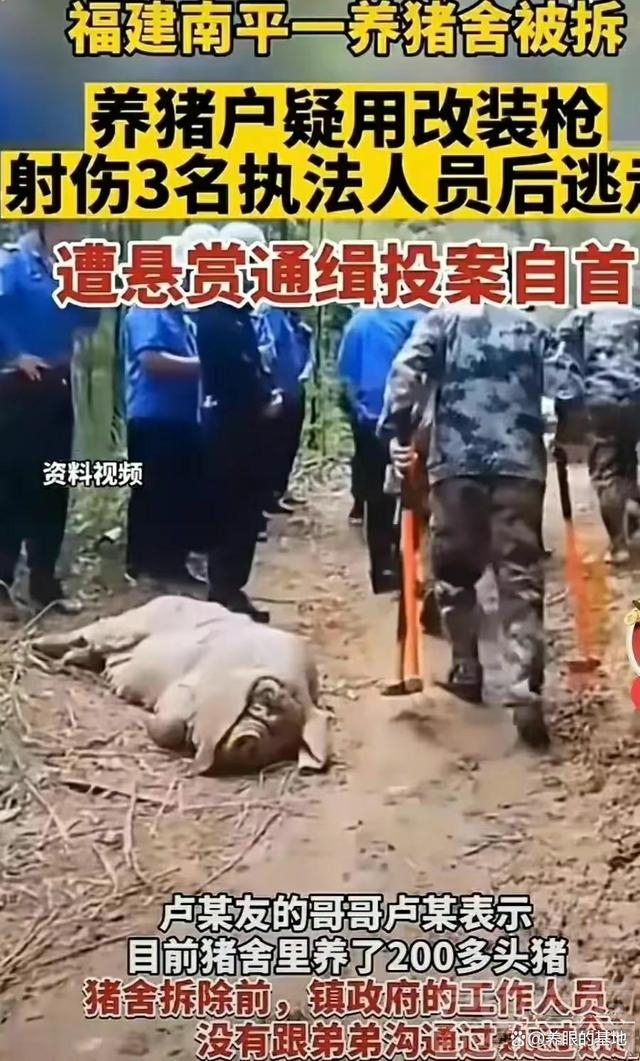 强拆猪场后续：拆错了！那责任谁来承担？-1.jpg