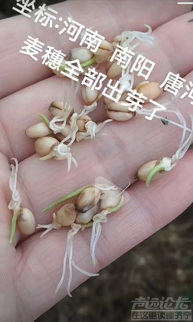 河南麦子发霉？是谁的锅？河南收割机滞留高速事件官方回应来了-1.jpg