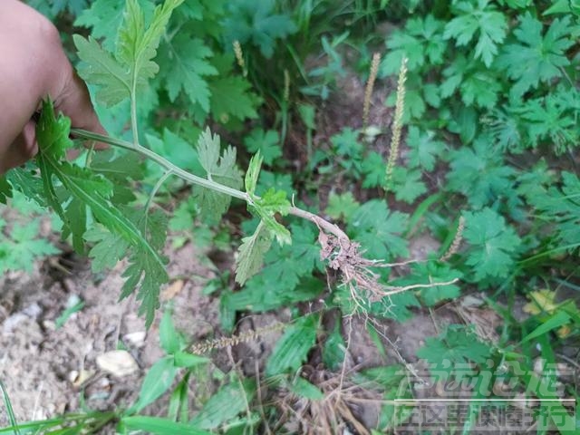 明日端午节，记得：1不理，2不去，吃3样，4不做，端午安康好运来-6.jpg