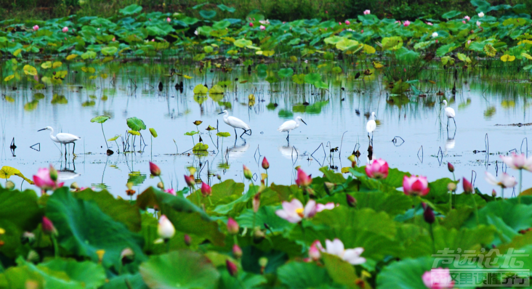 山东济宁微湖风光入画来-1.png