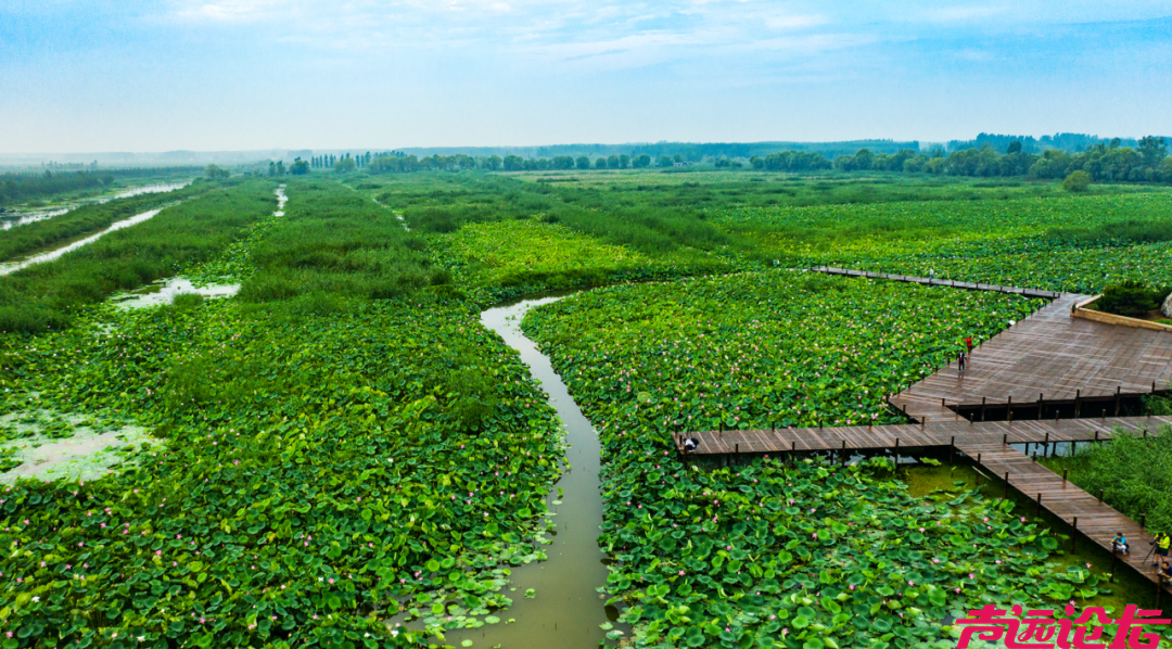 山东济宁微湖风光入画来-1.png