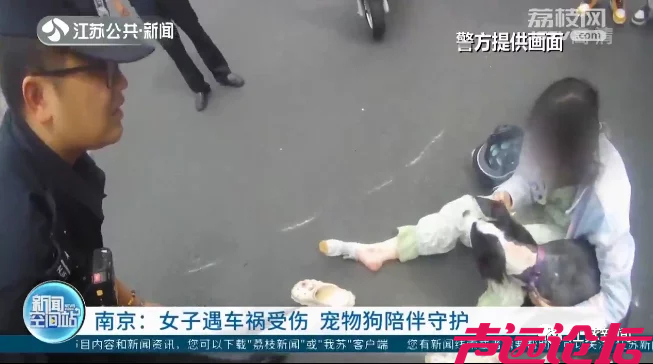 主人遇车祸情绪崩溃，狗狗跳上担架陪护安慰！-2.jpg