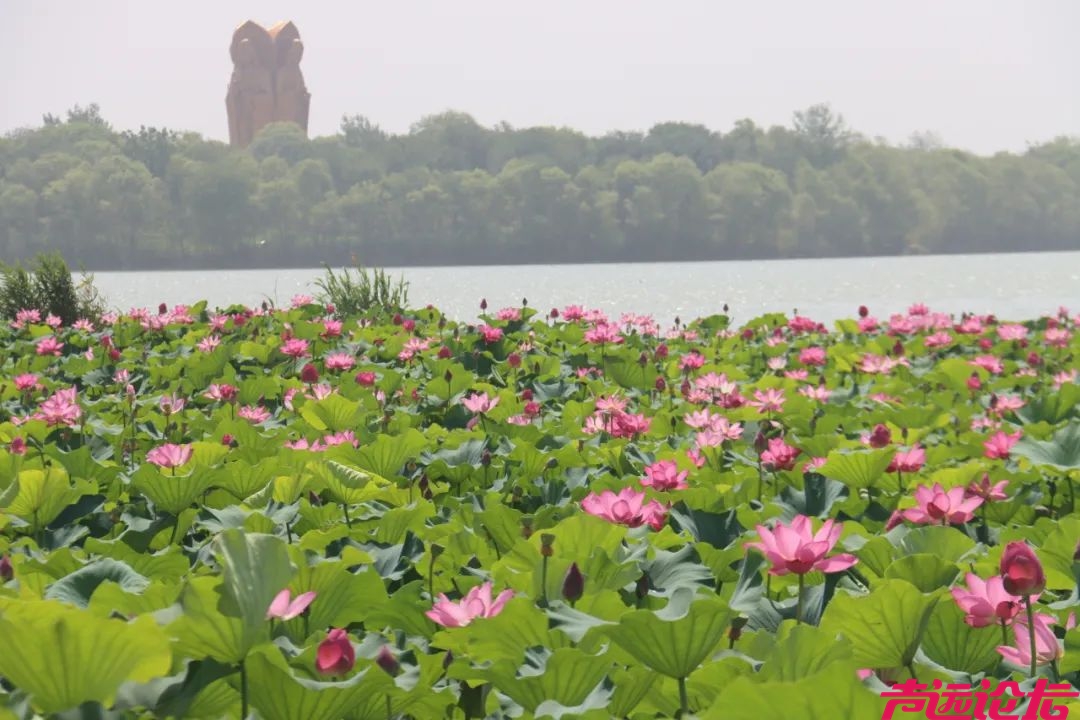 太白湖景区荷花盛开，盛夏的浪漫等你来邂逅！-2.jpeg