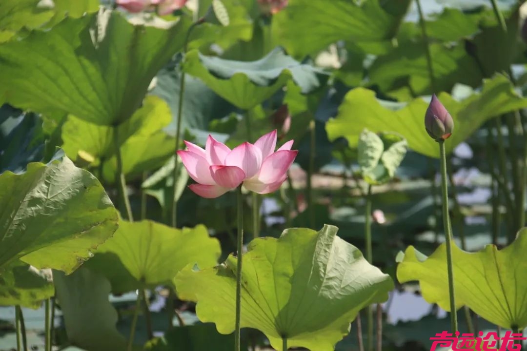 太白湖景区荷花盛开，盛夏的浪漫等你来邂逅！-4.jpeg