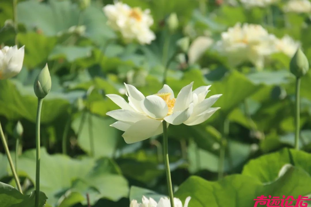 太白湖景区荷花盛开，盛夏的浪漫等你来邂逅！-3.jpeg