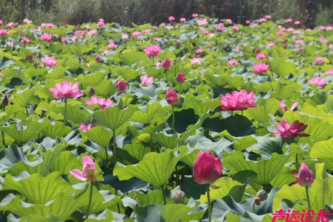 太白湖景区荷花盛开，盛夏的浪漫等你来邂逅！-7.jpeg