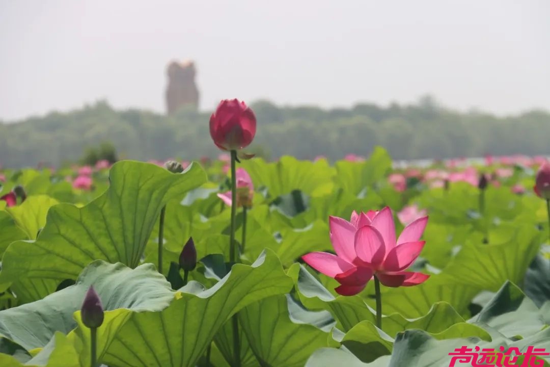 太白湖景区荷花盛开，盛夏的浪漫等你来邂逅！-6.jpeg